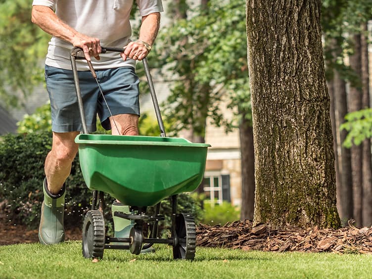 Person fertilising lawn