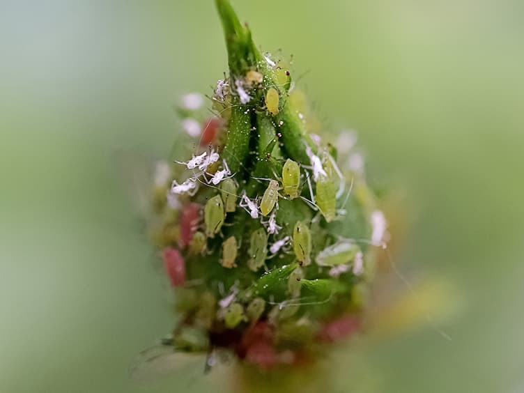 Pests on a plant outside.