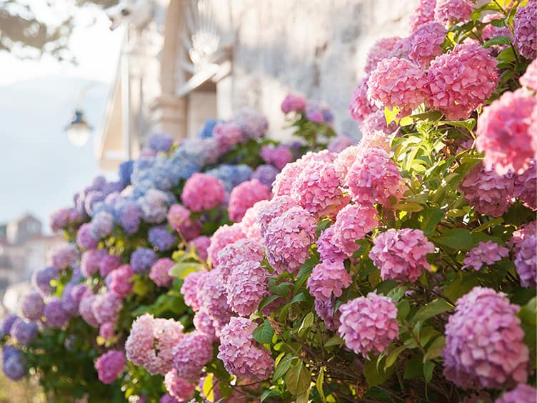 Pink and purple hydrangeas 