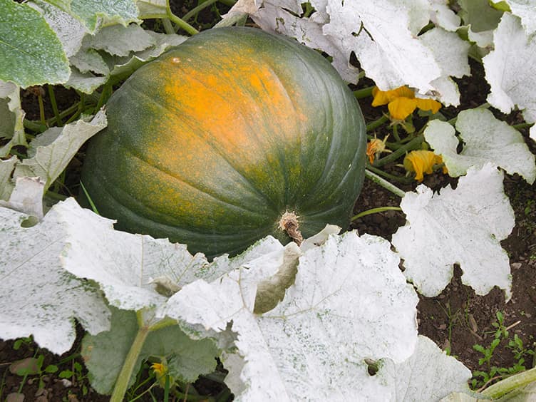 Discoloured pumpkin in the ground