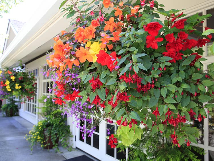 Advanced colour flowers handing from baskets