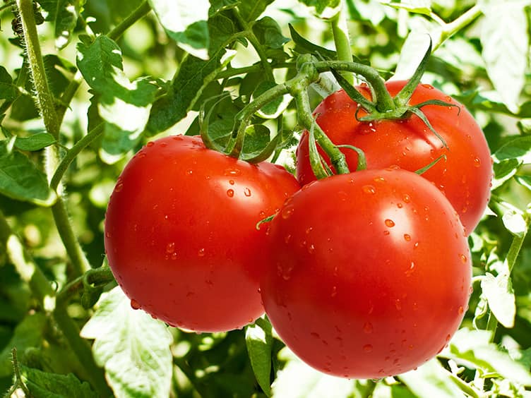 Three fresh tomatoes on the vine