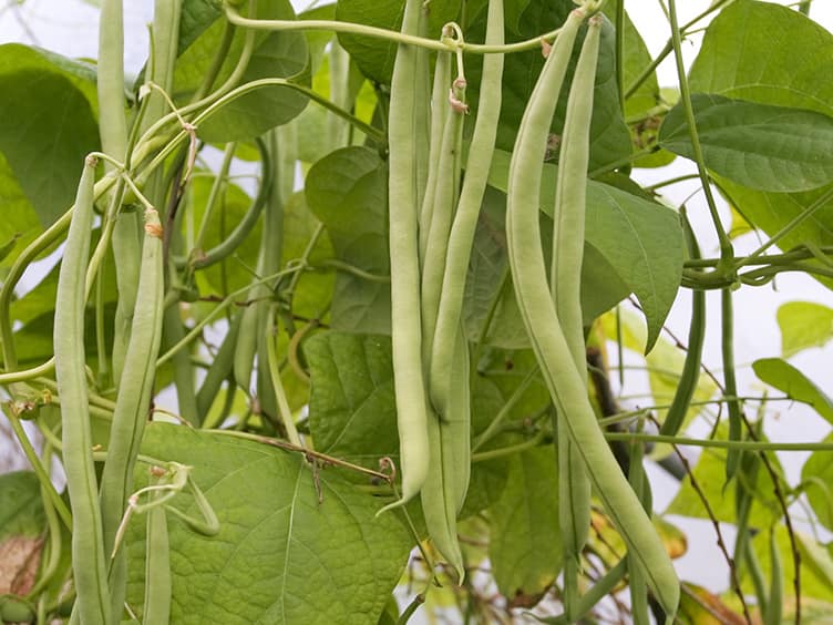 Peas up a tripods keeping off the ground