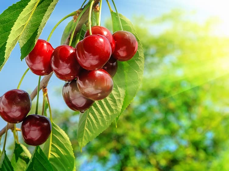 Fresh cherries hanging off a vine