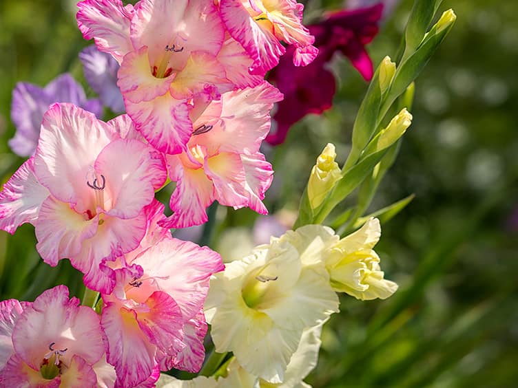 Beautiful pink flowers 