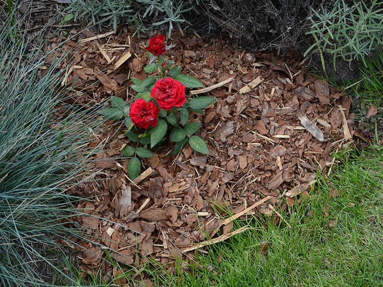 Three red roses in a garden bed