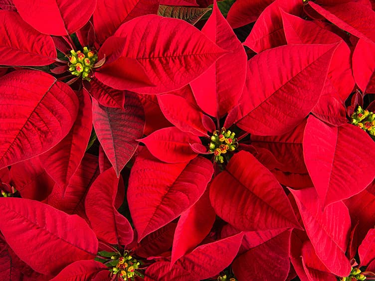 Red poinsettias 