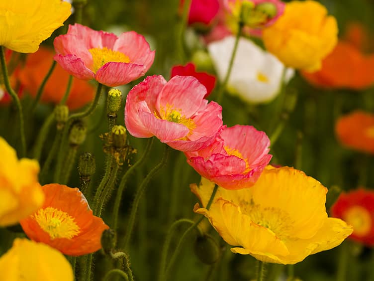 Light red and yellow flower in a field