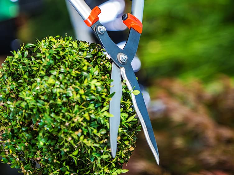 Person trimming back a hedge