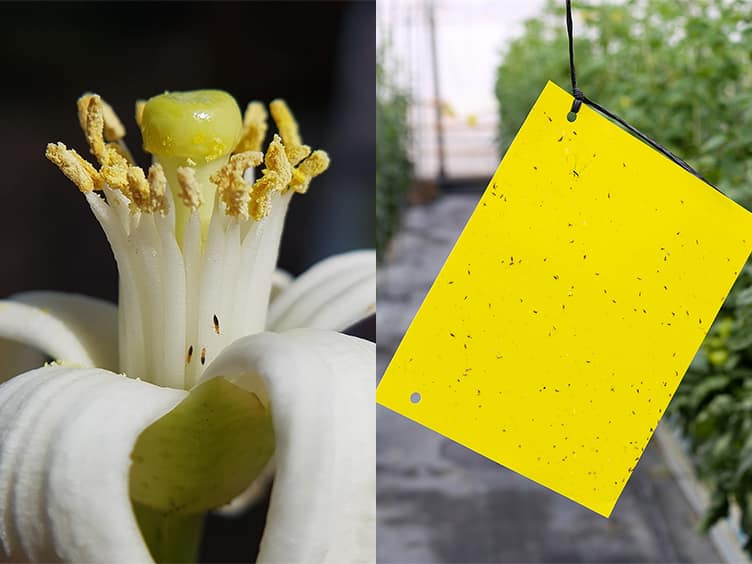 Person hanging yellow sticky traps among plants to attract and catch pests