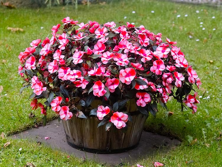 Bunch of bright coloured flowers in a pot outside