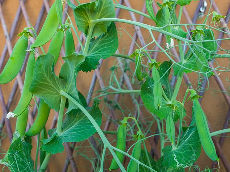 Vines tired to a fence to stop dropping