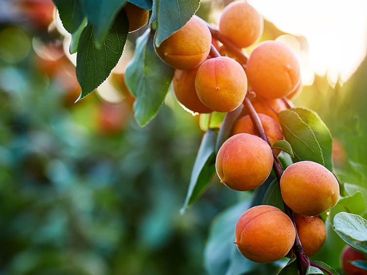 Apricots in a tree waiting to be harvested 