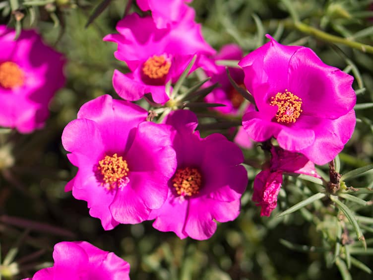 Purple flowers growing