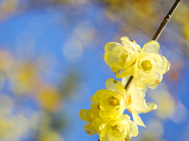 Yellow flower on a vine