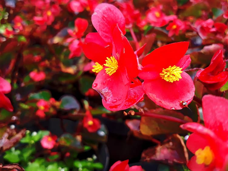 Bright red flowers growing on a hedge