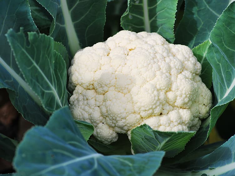 Cauliflower growing in the ground