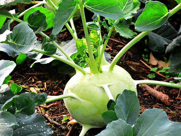 Chinese cabbage growing