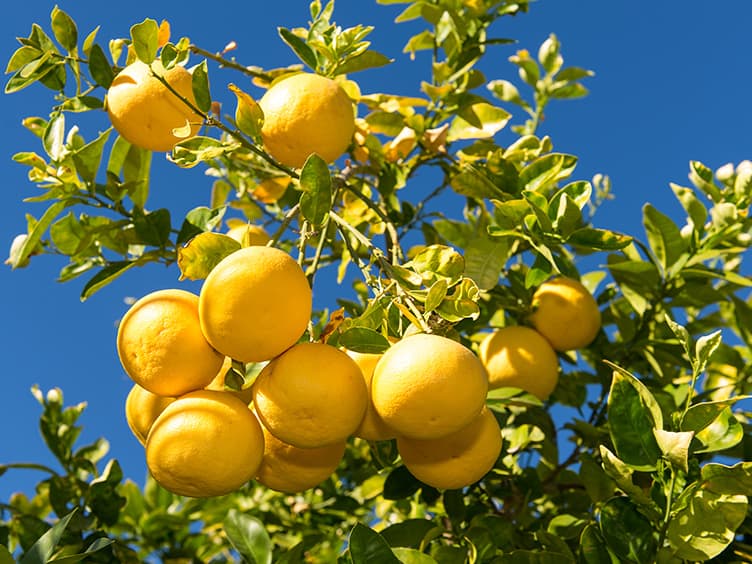Lemons growing on a tree branch