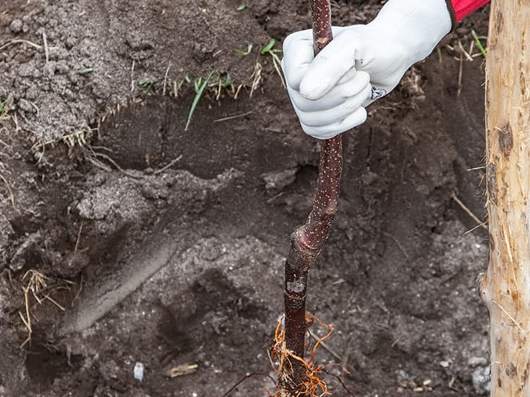 Person digging up dirt