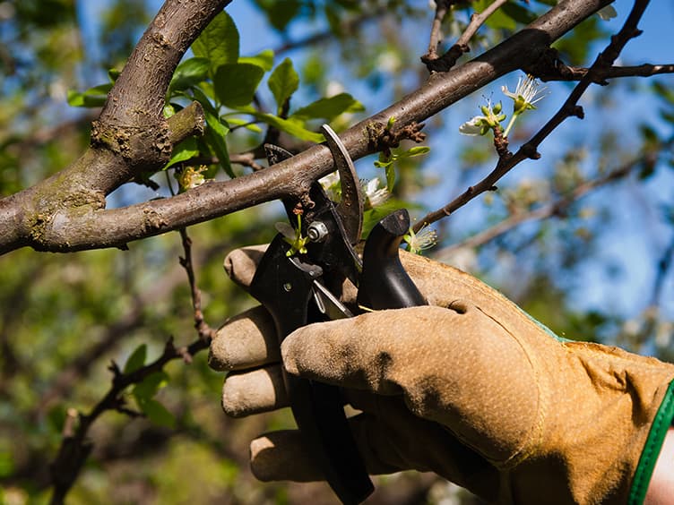 Pruning a tree