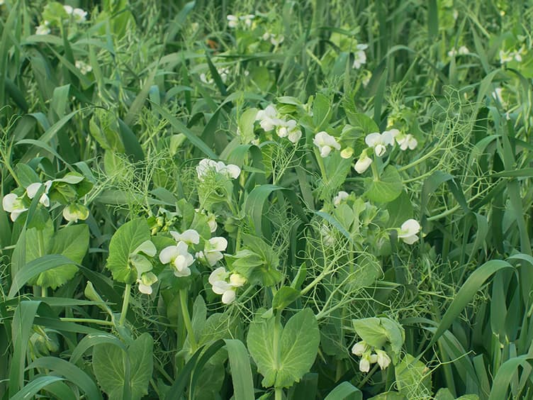 Flowers growing in lawn.