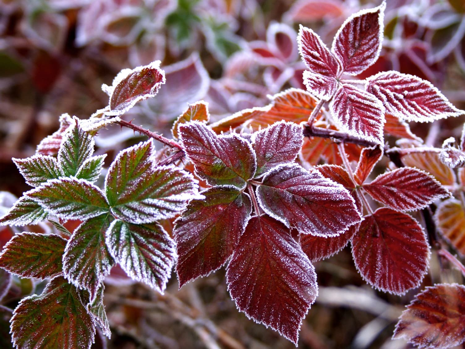 Leaves with frost