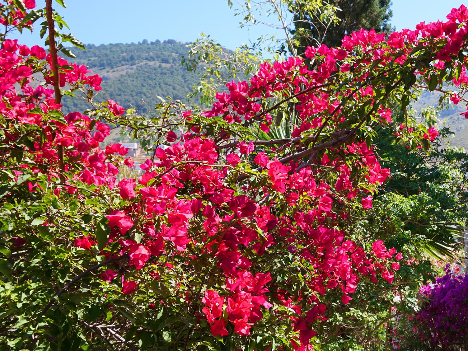 Bright pink flowers on a vine