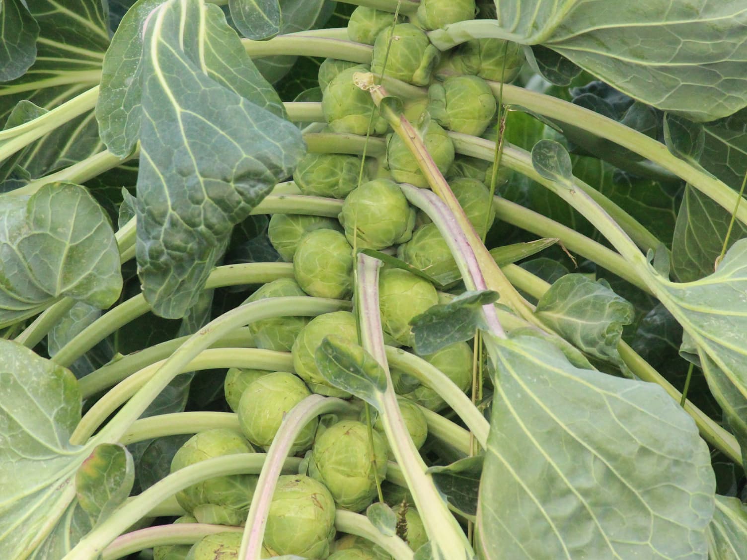 Silver beet being harvested 