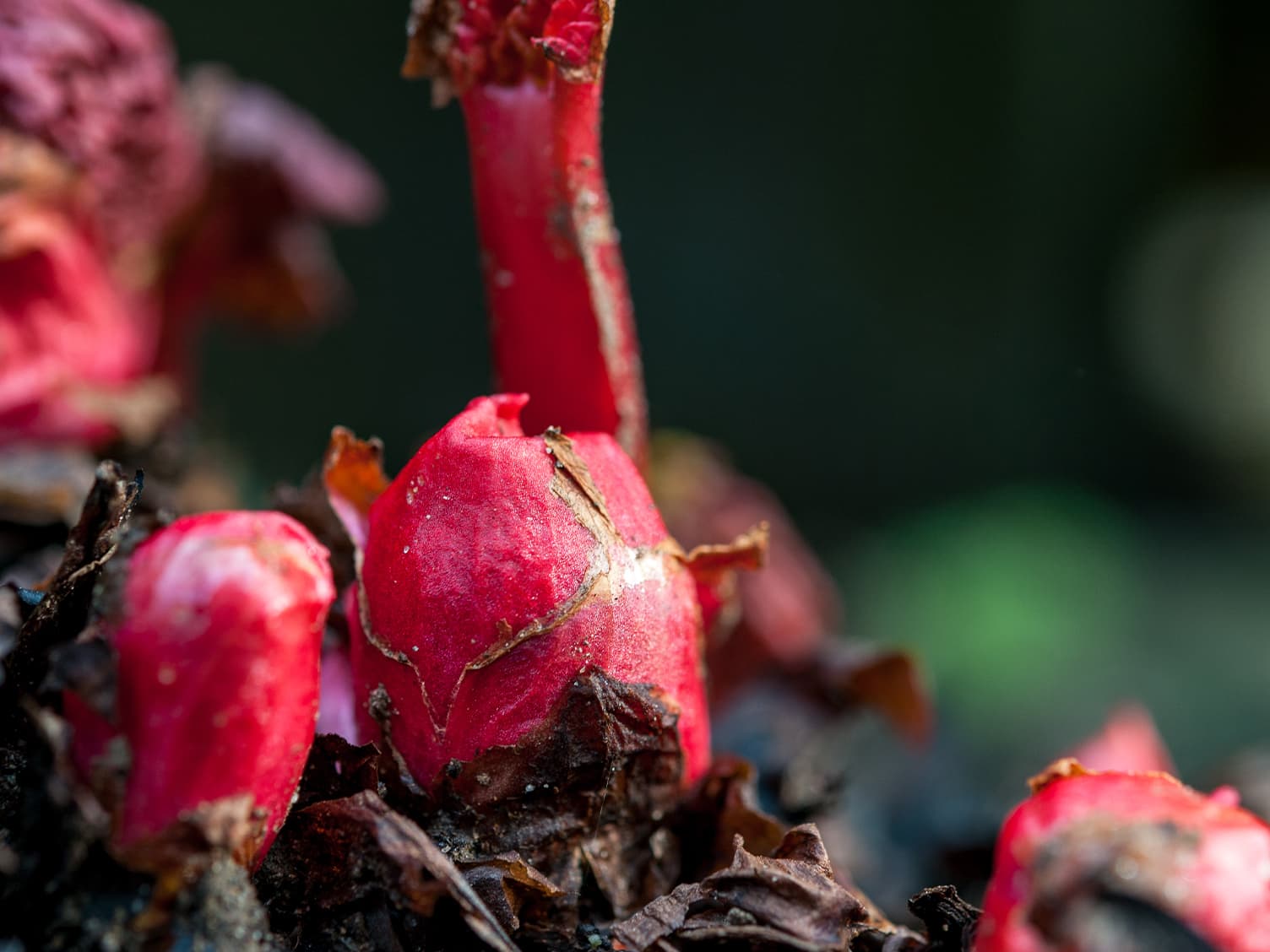 Vegetables growing in winter