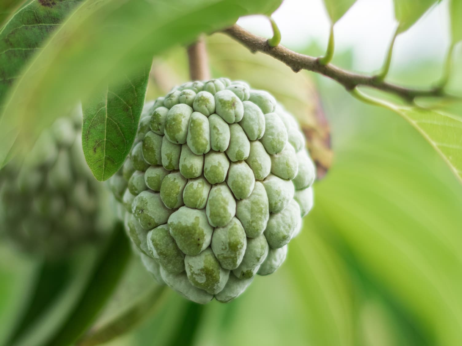 Vegetable that grows in winter