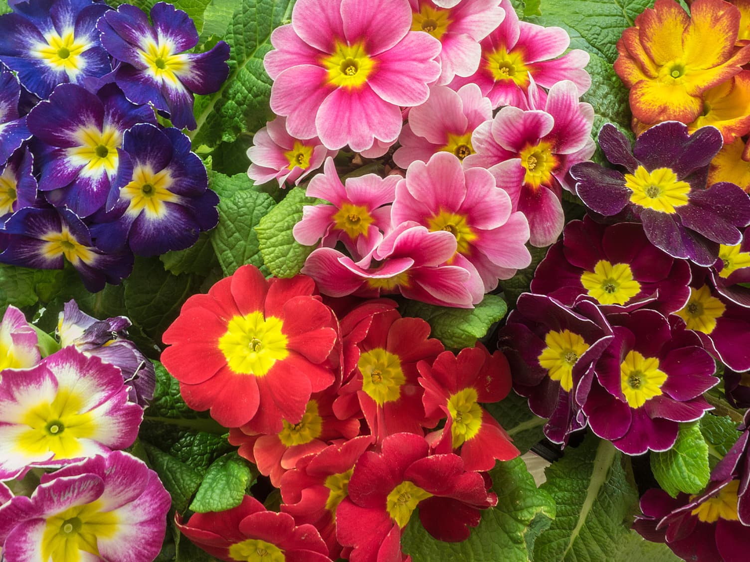 Bright purple, pink and red flowers