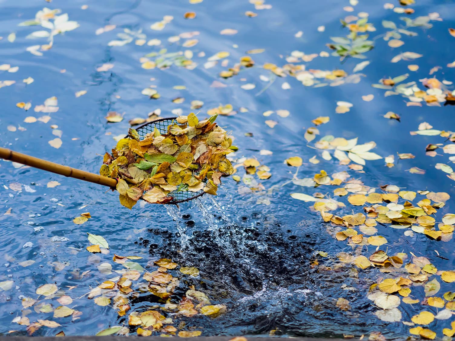 Scooping up fallen leaves