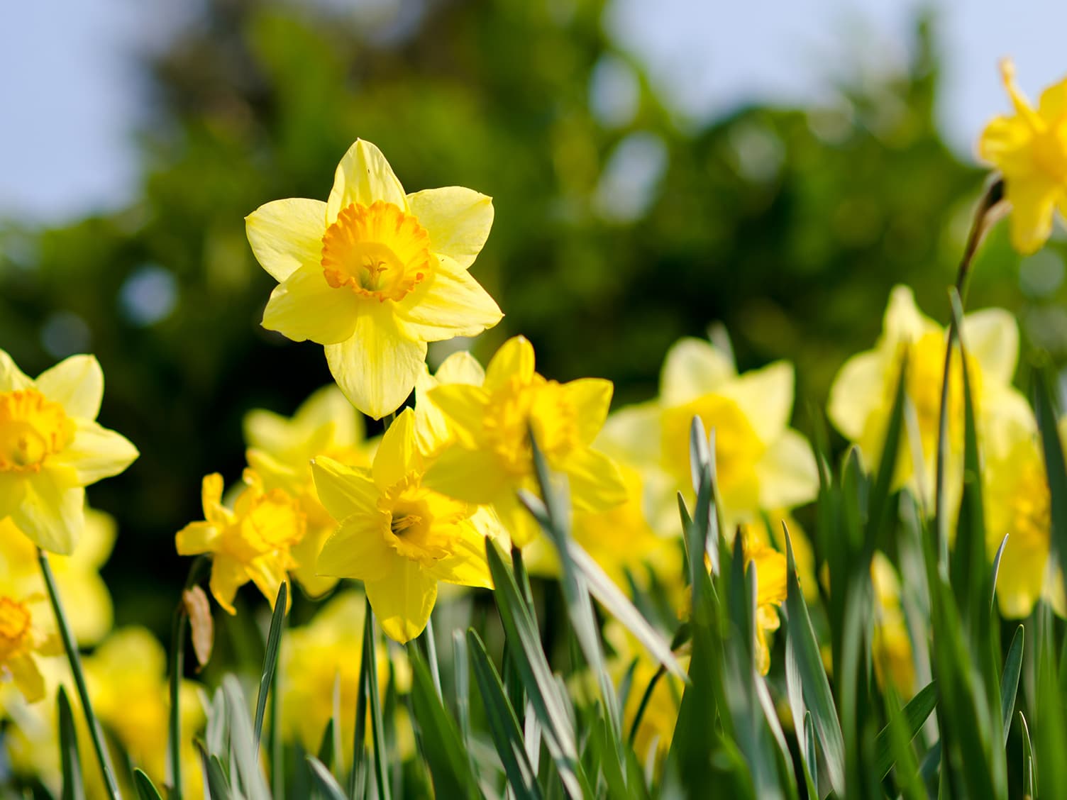 Yellow flowers growing