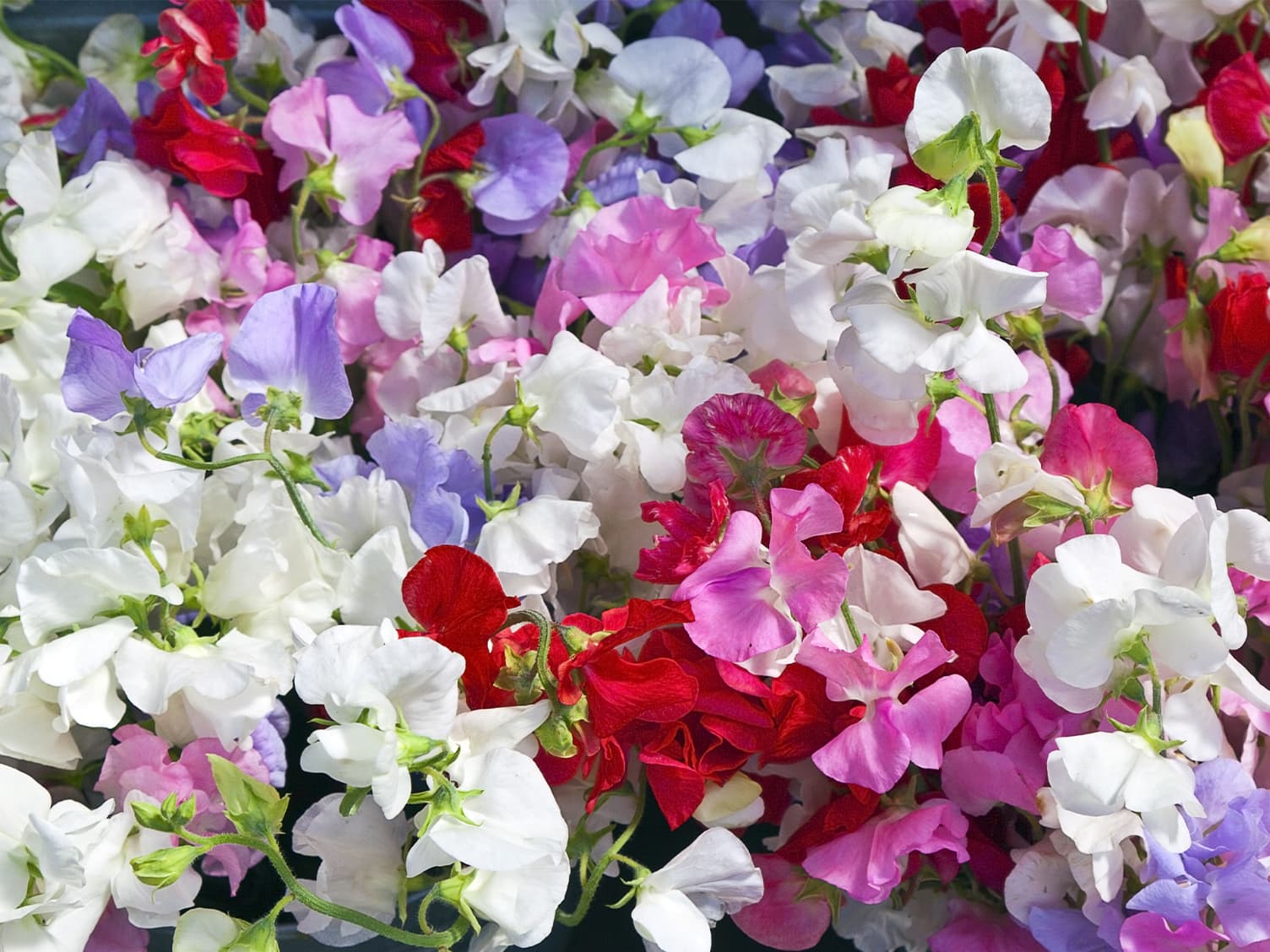 Garden of white, red and purple flowers
