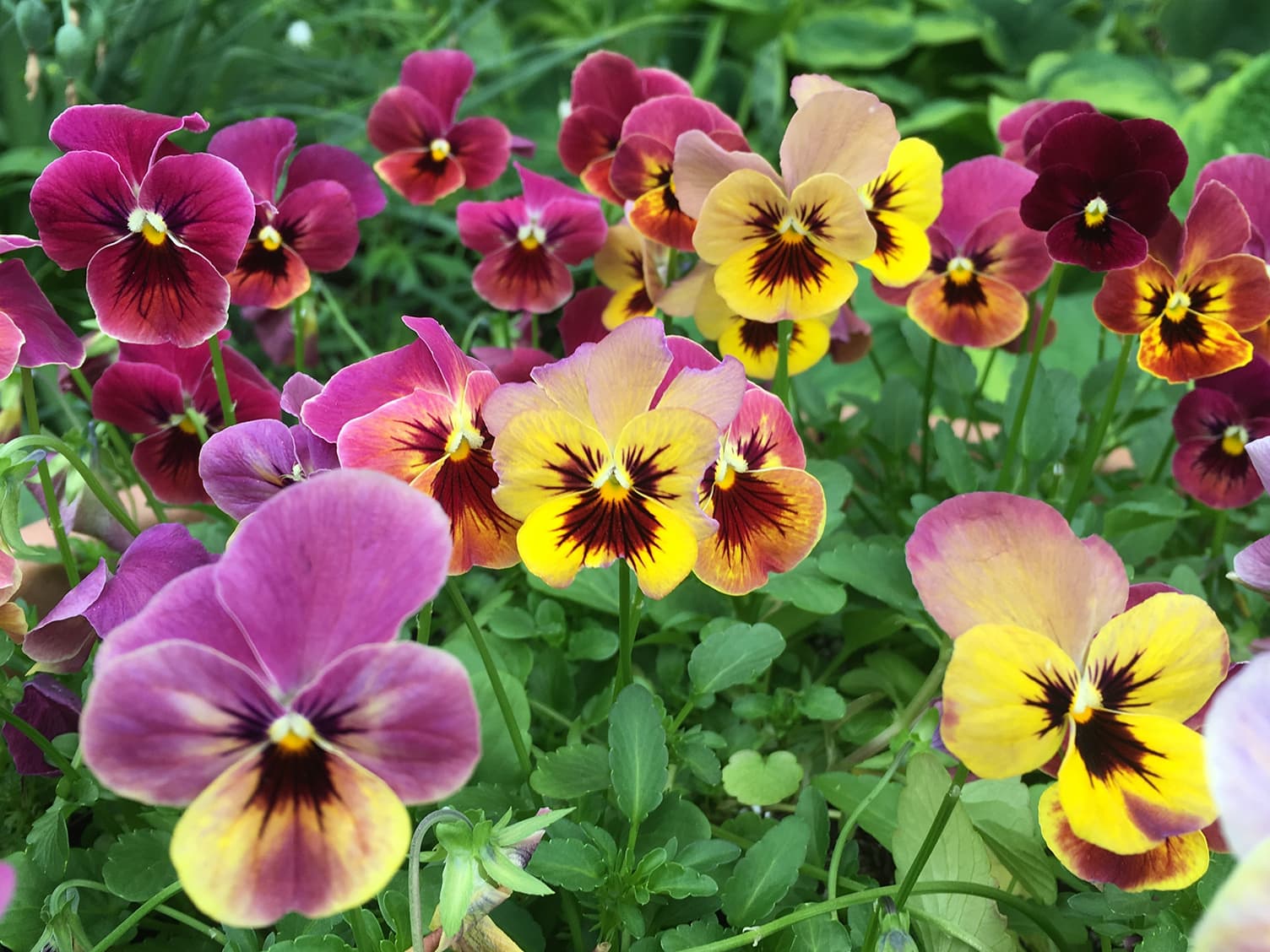 Purple flowers in a garden bed