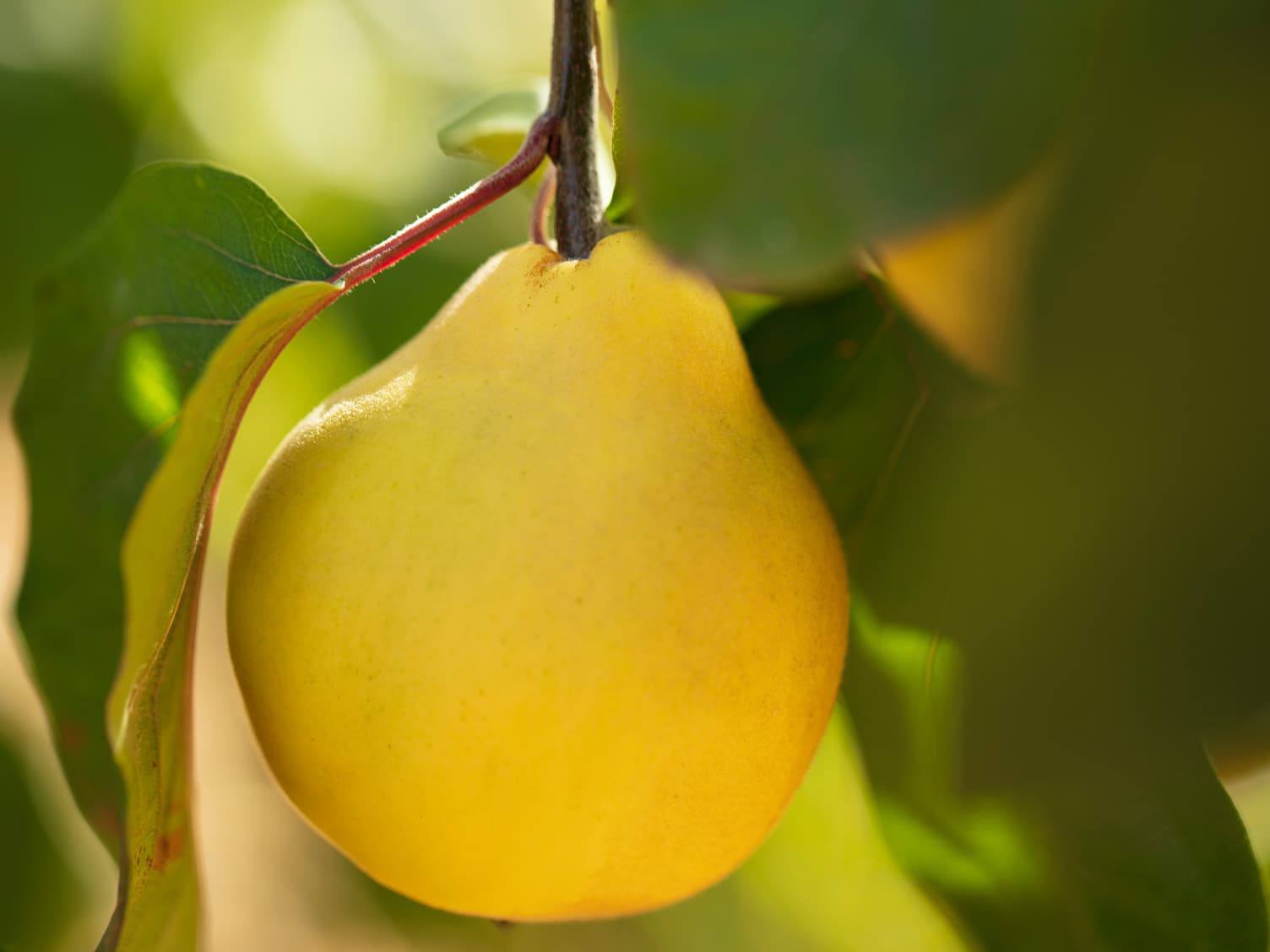 fruit hanging