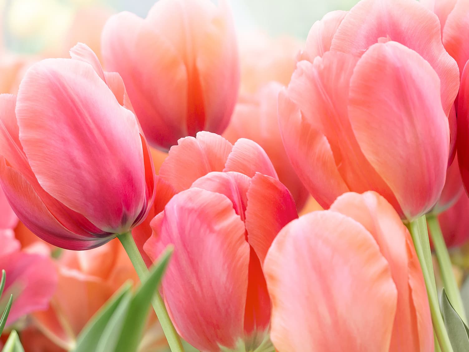 Pink tulips