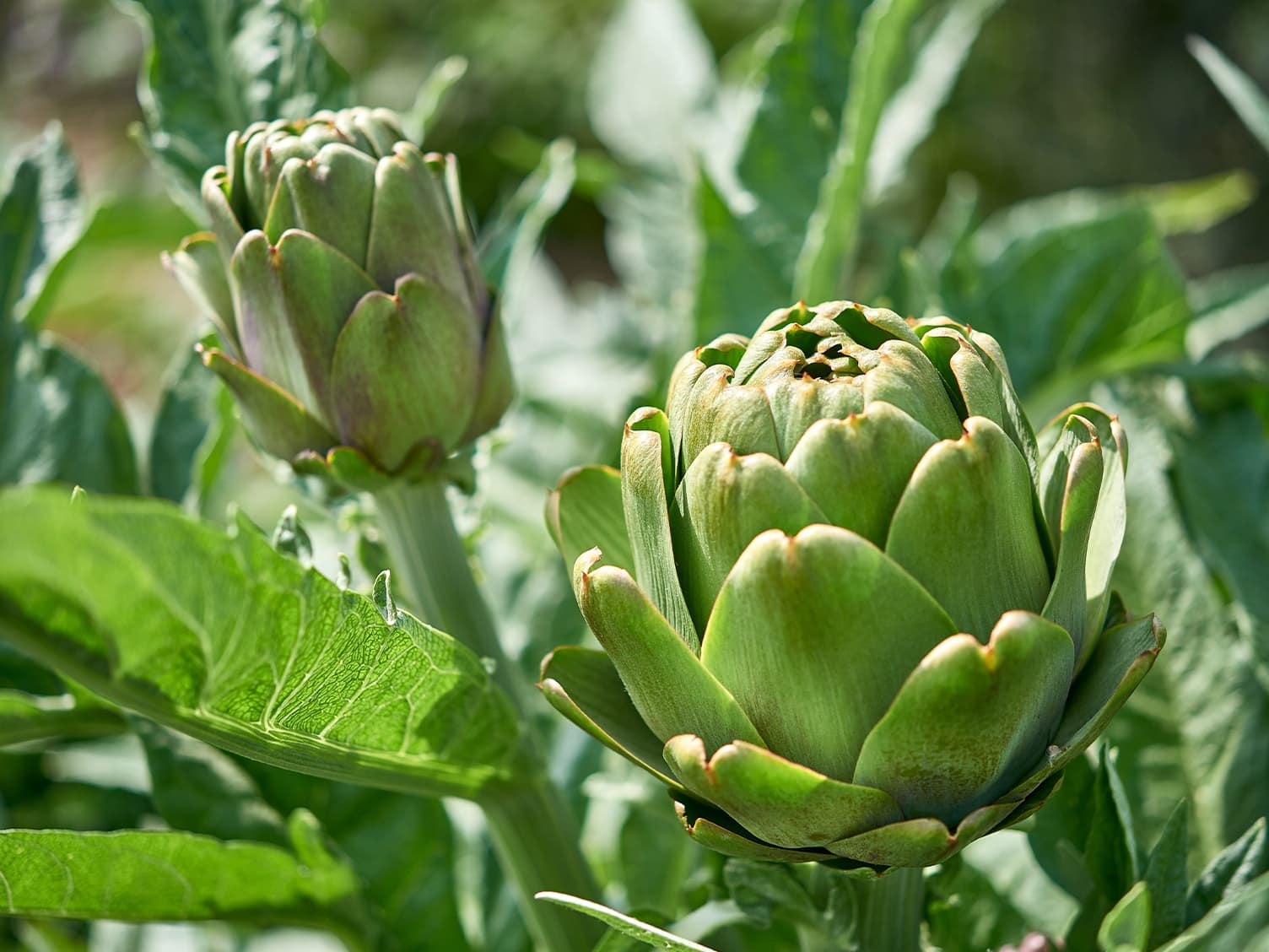 artichoke