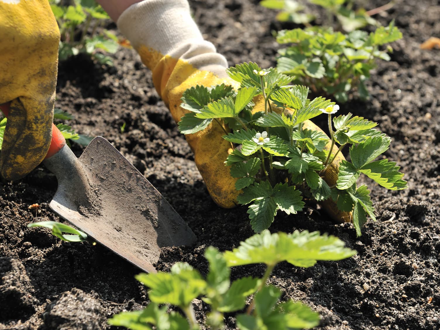 person planting vegetables