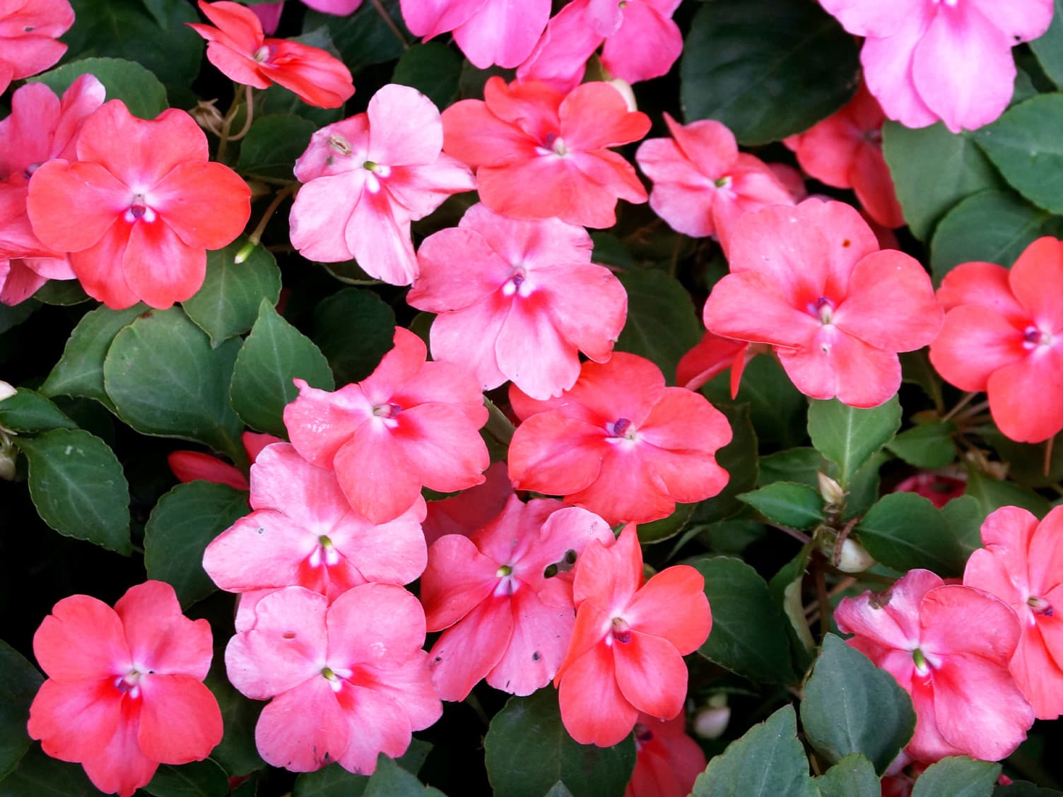 pink flowers