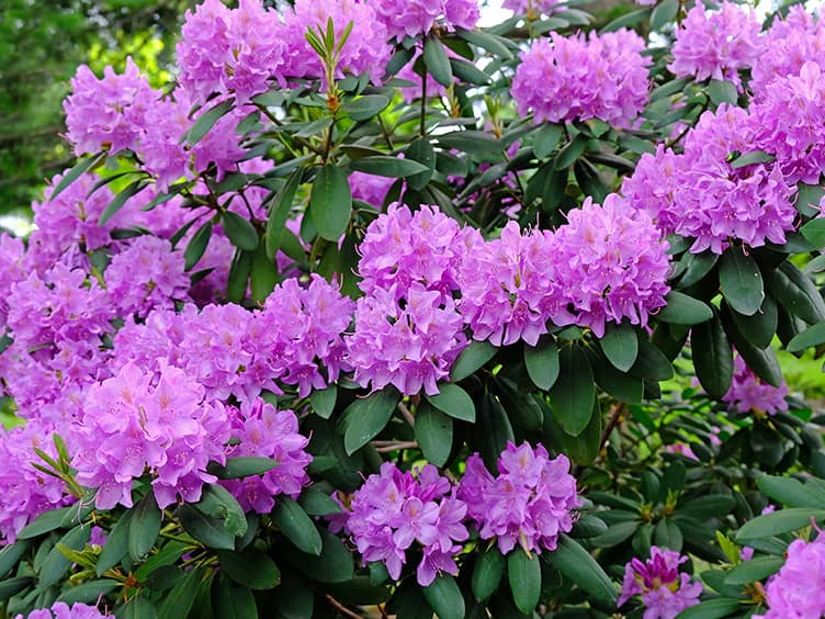 Blossoming purple flowers 