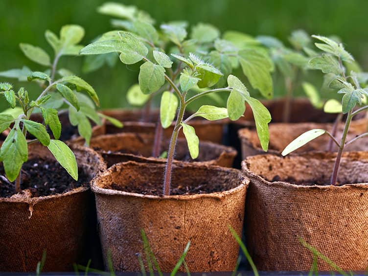 Vegetables growing in a paper pot