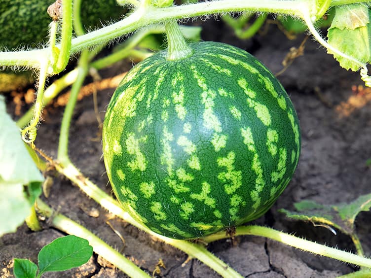 One watermelon growing on a vine in the garden