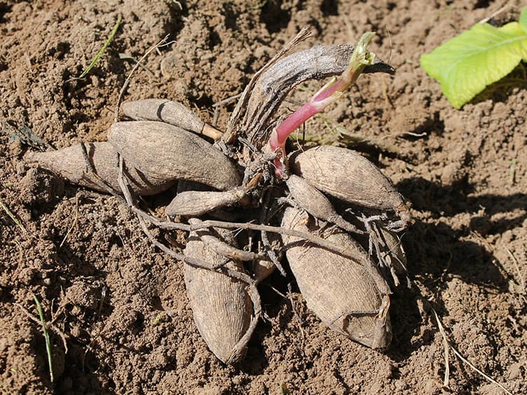 Vegetable seeds sitting on top of the ground