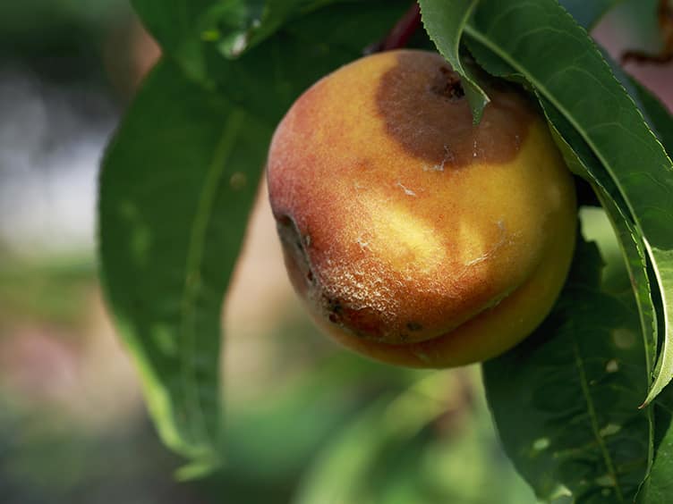 Fruit hanging from the tree