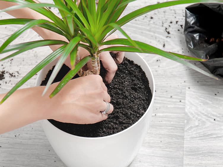 Woman planting an indoor plant in white pot
