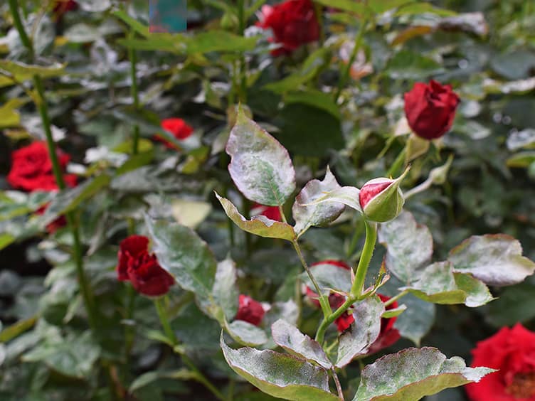 Fungal disease on a rose bush