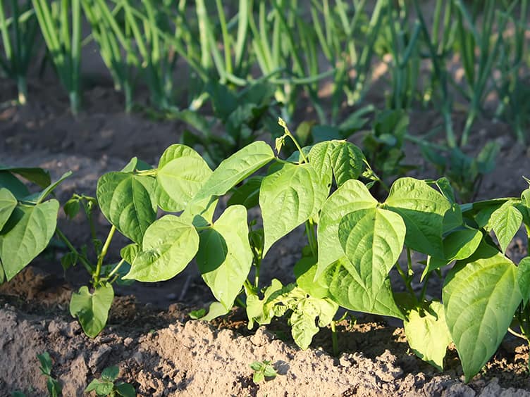 Vegetables growing in the ground