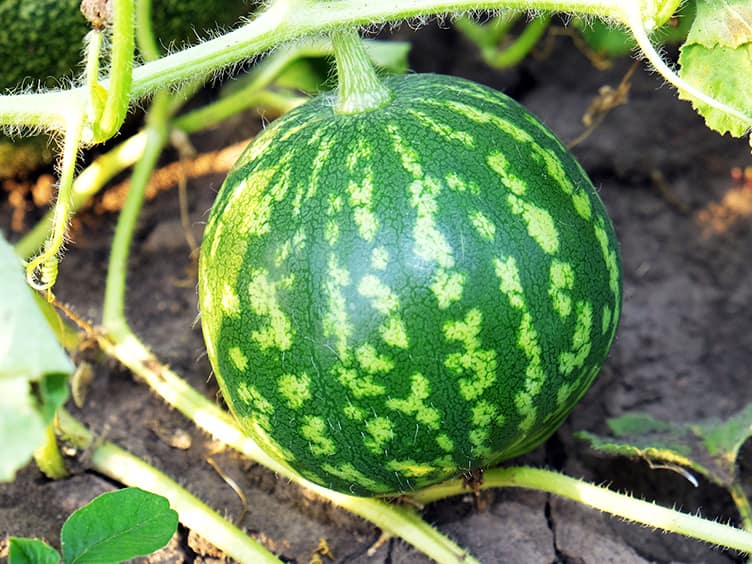 Watermelon growing on a vine